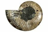 Cut & Polished Ammonite Fossil (Half) - Madagascar #344418-1